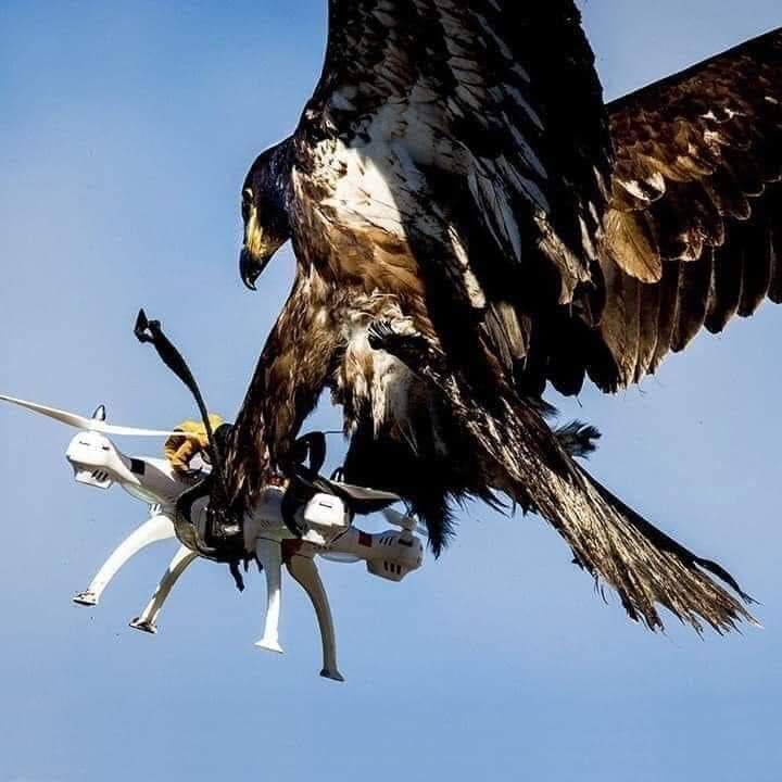 Eagle vs drone nature defeats technology Eagle vs drone nature defeats technology