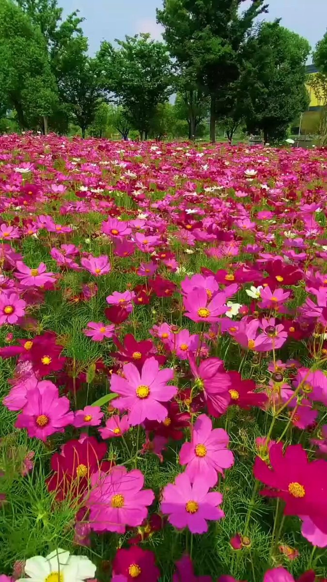 Pink flower field
