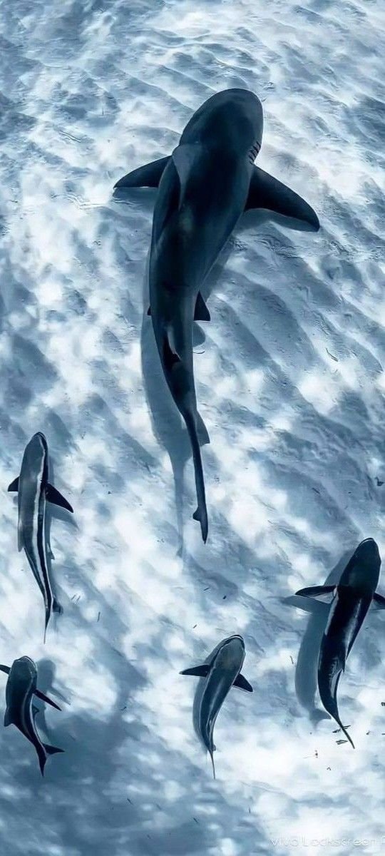 sharks swimming in shallow water