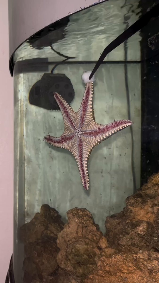 feeding the kids starfish aquarium