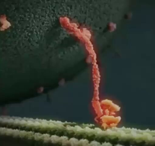 Kinesin protein keeping you alive