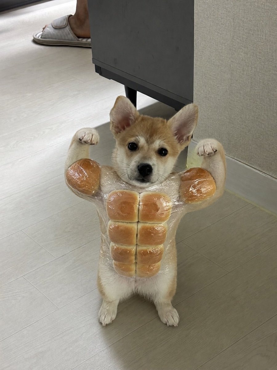 Puppy bodybuilder muscles (photo 2 of 2)