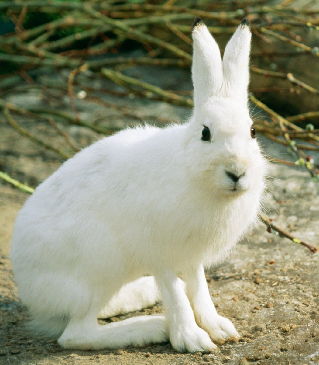 Arctic hares walking snowballs (photo 4 of 4)
