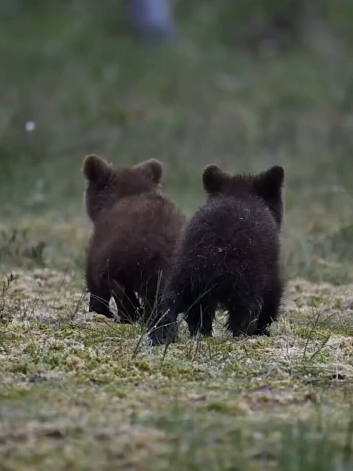 Bear cubs foraging