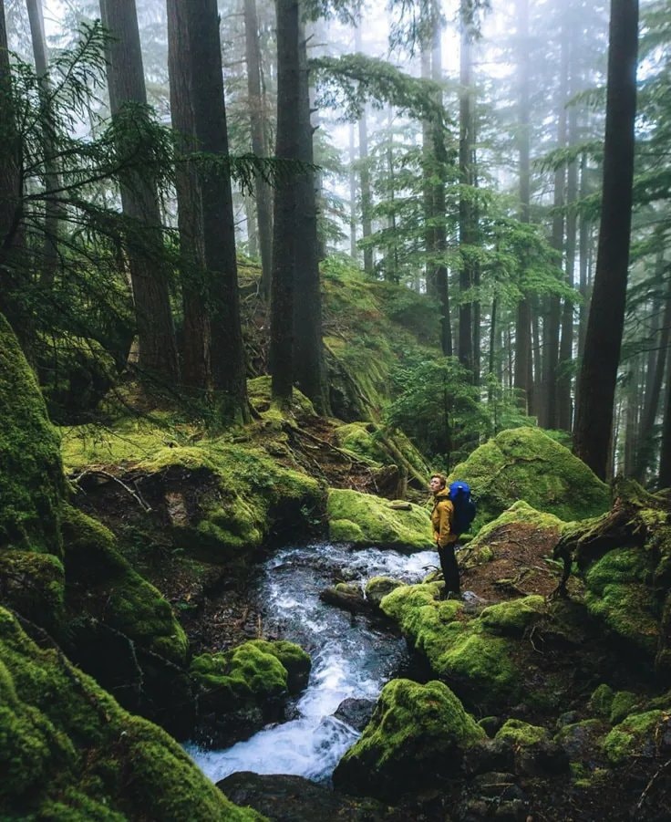 Olympic National Park misty forest hike