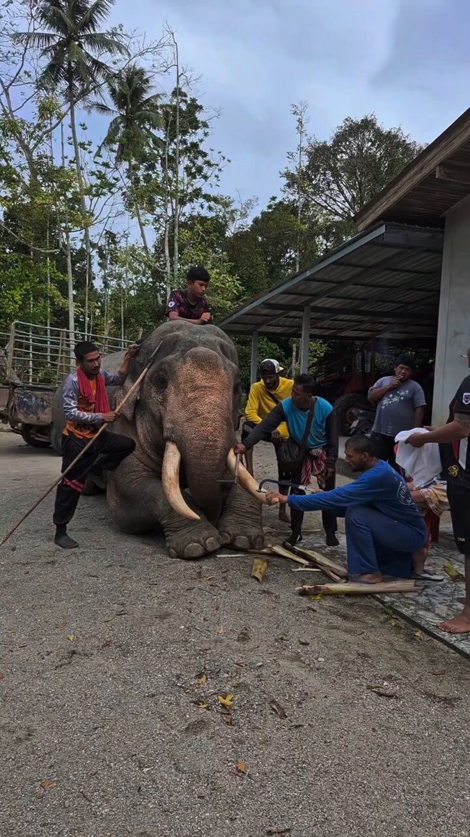 Men tending to an elephant
