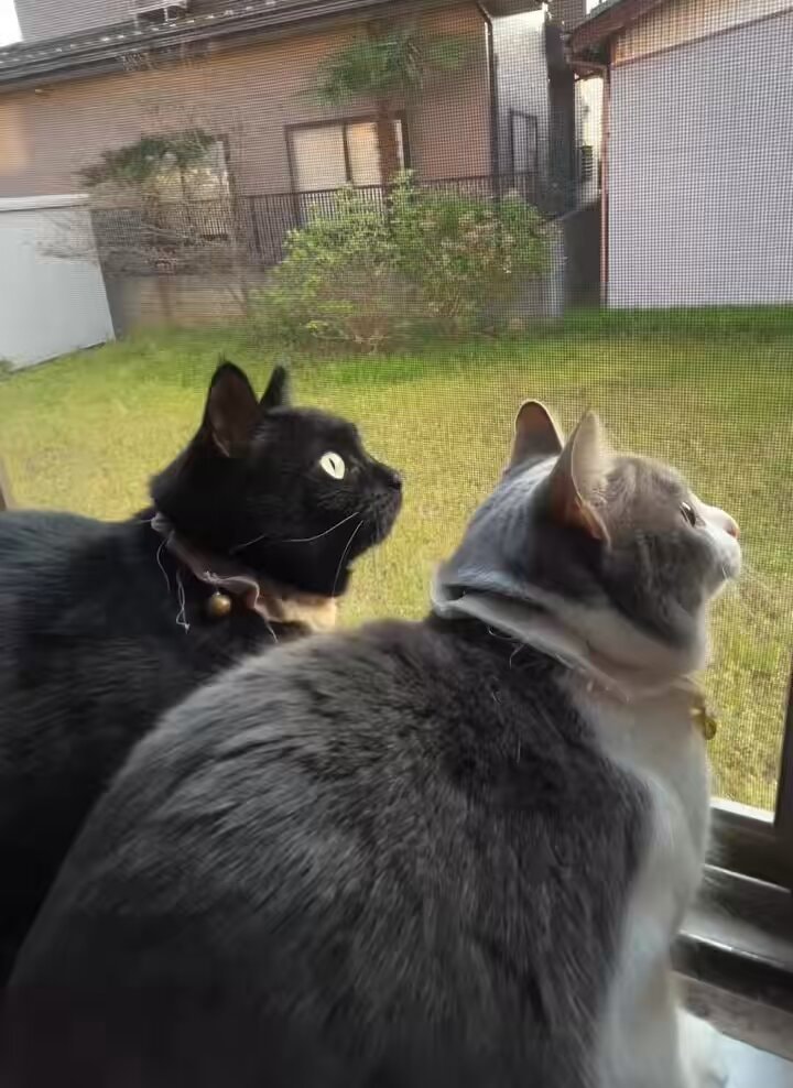 gray cat black cat ekekekekek gray cat black cat ekekekekek