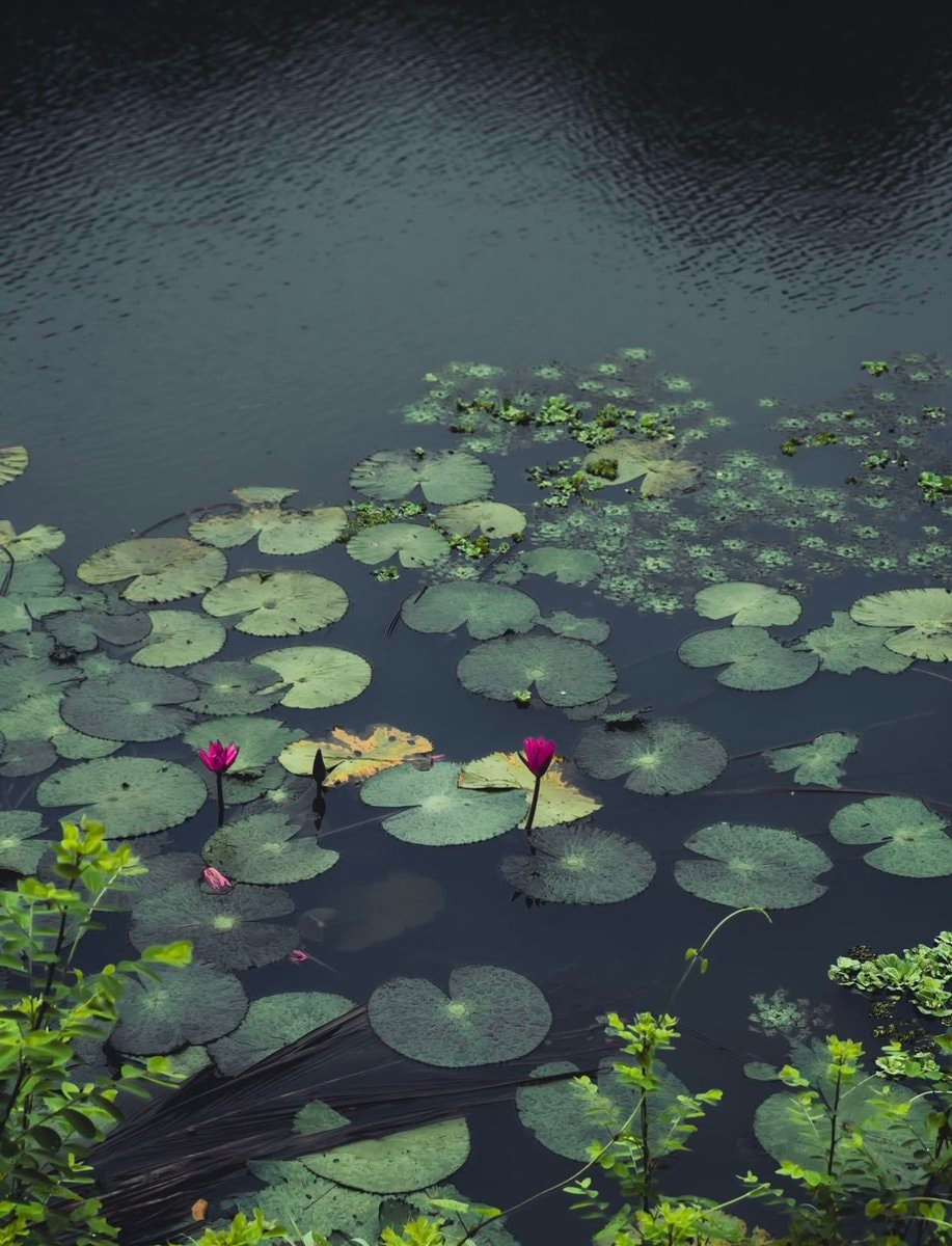 pink water lilies pond (photo 3 of 4)