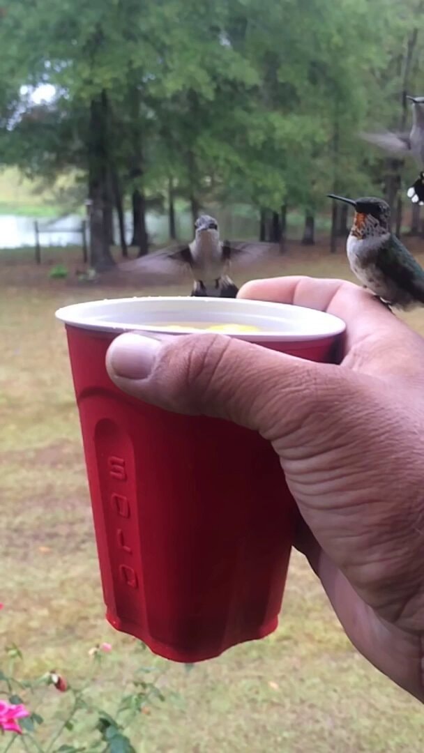 hummingbird size observation