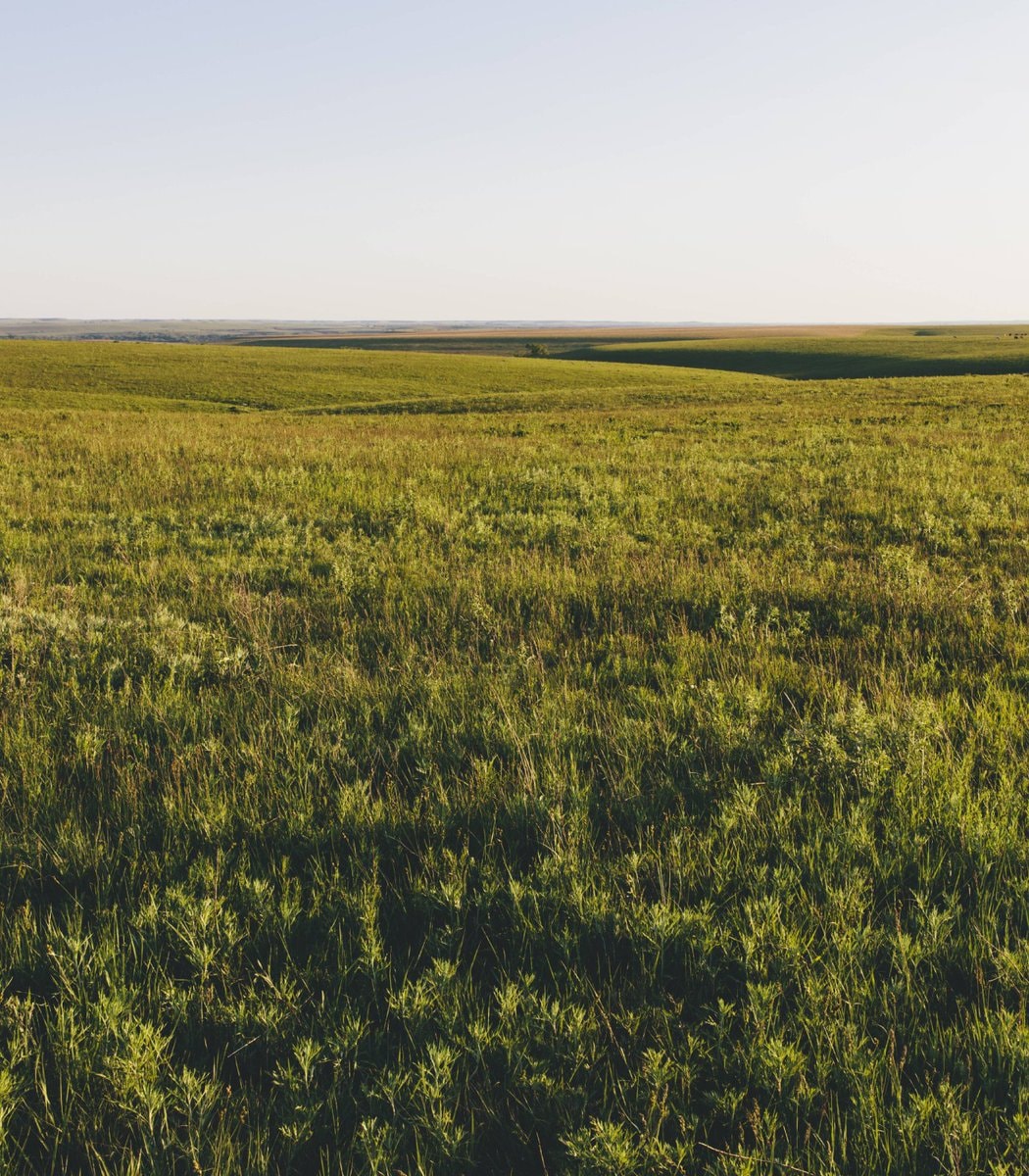 Oklahoma bison herd tallgrass prairie (photo 2 of 2)