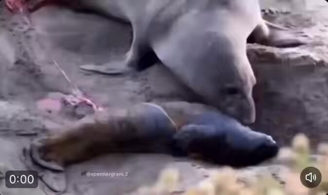 Mother seal reunited with pup