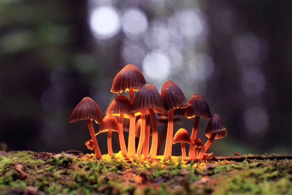 psilocybin magic mushrooms study (photo 2 of 2)