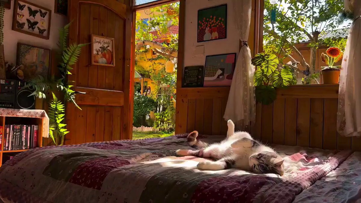 cat on bed