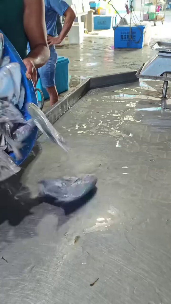 Fish market trough pour