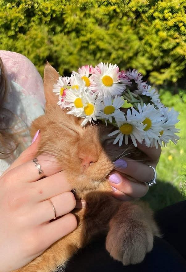 cat with daisies (photo 2 of 2)