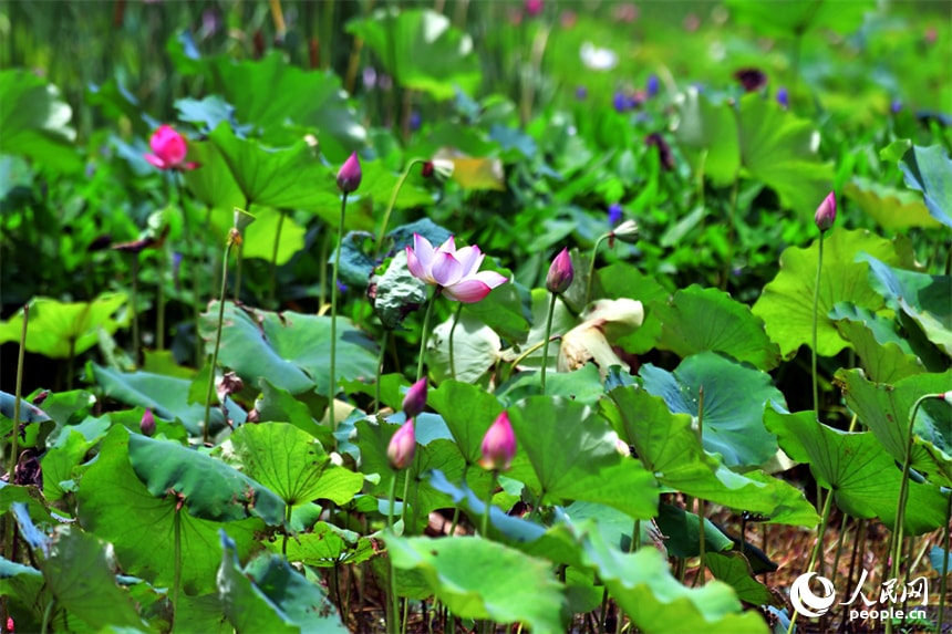 Aixi Lake Wetland Park lotus flowers (photo 2 of 4)