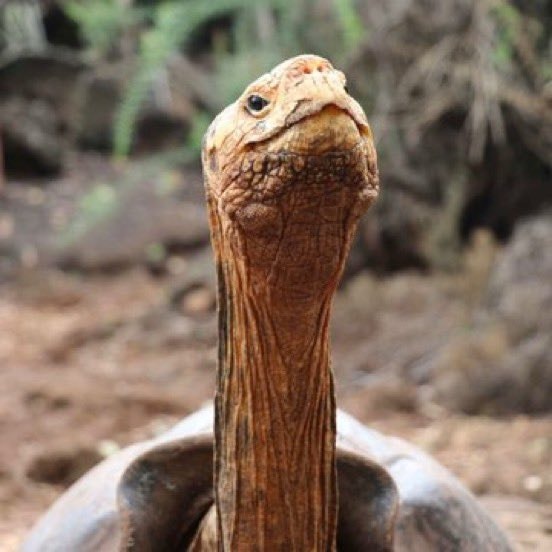 Diego Galápagos giant tortoise (photo 2 of 2)