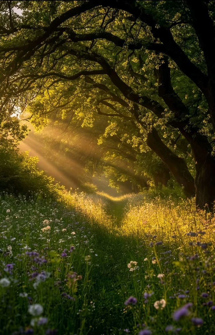 serene forest sunlight (photo 4 of 4)