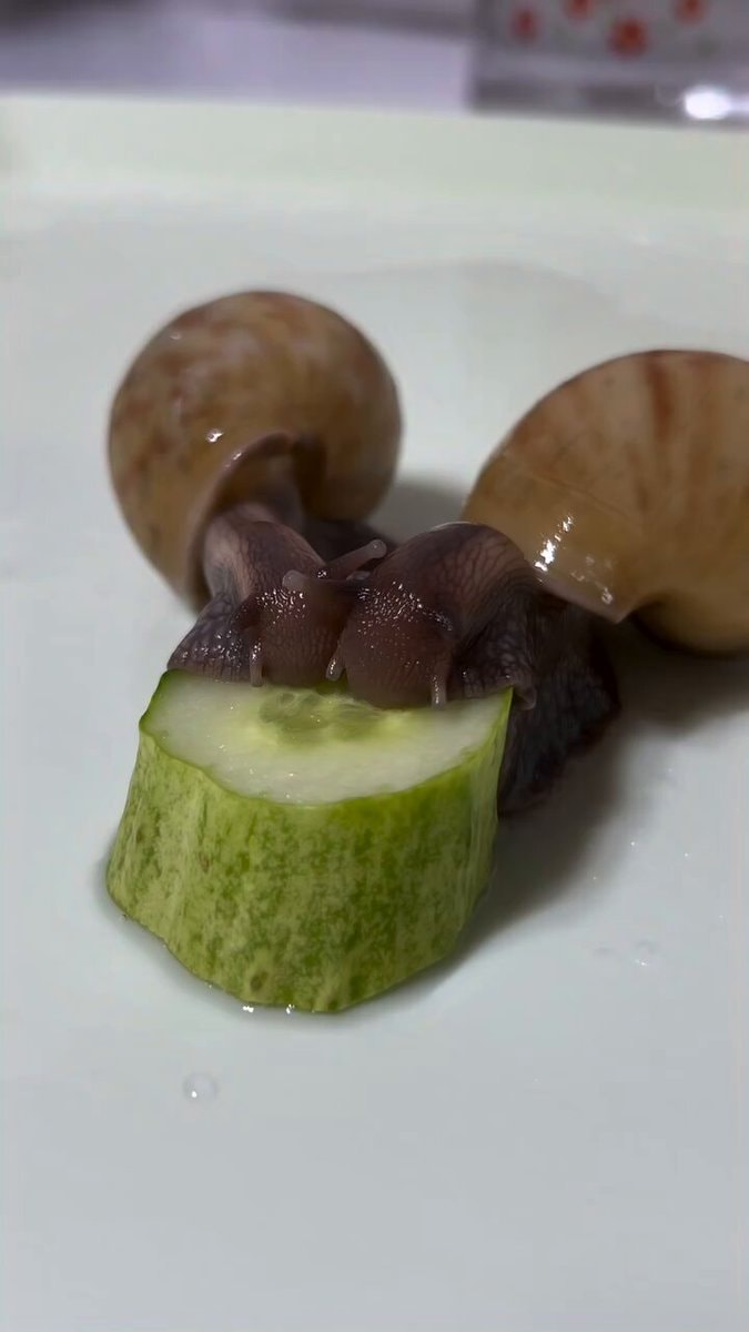 African Giant Snails eating cucumber African Giant Snails eating cucumber