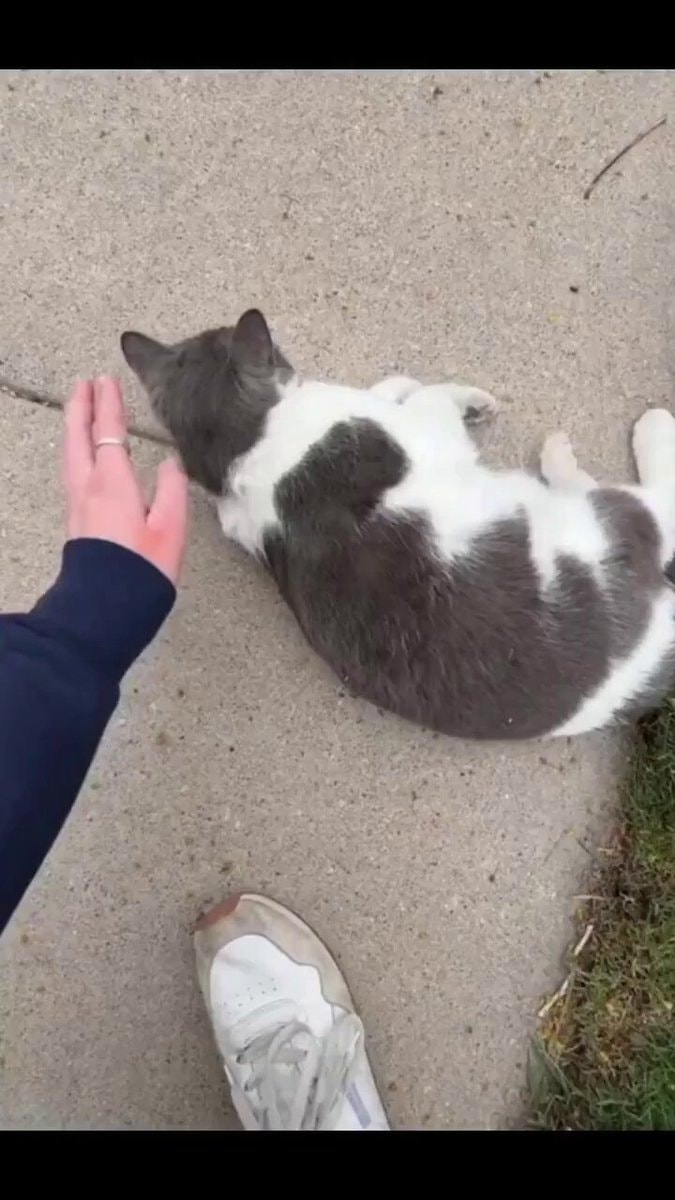 cat touching contract joke cat touching contract joke