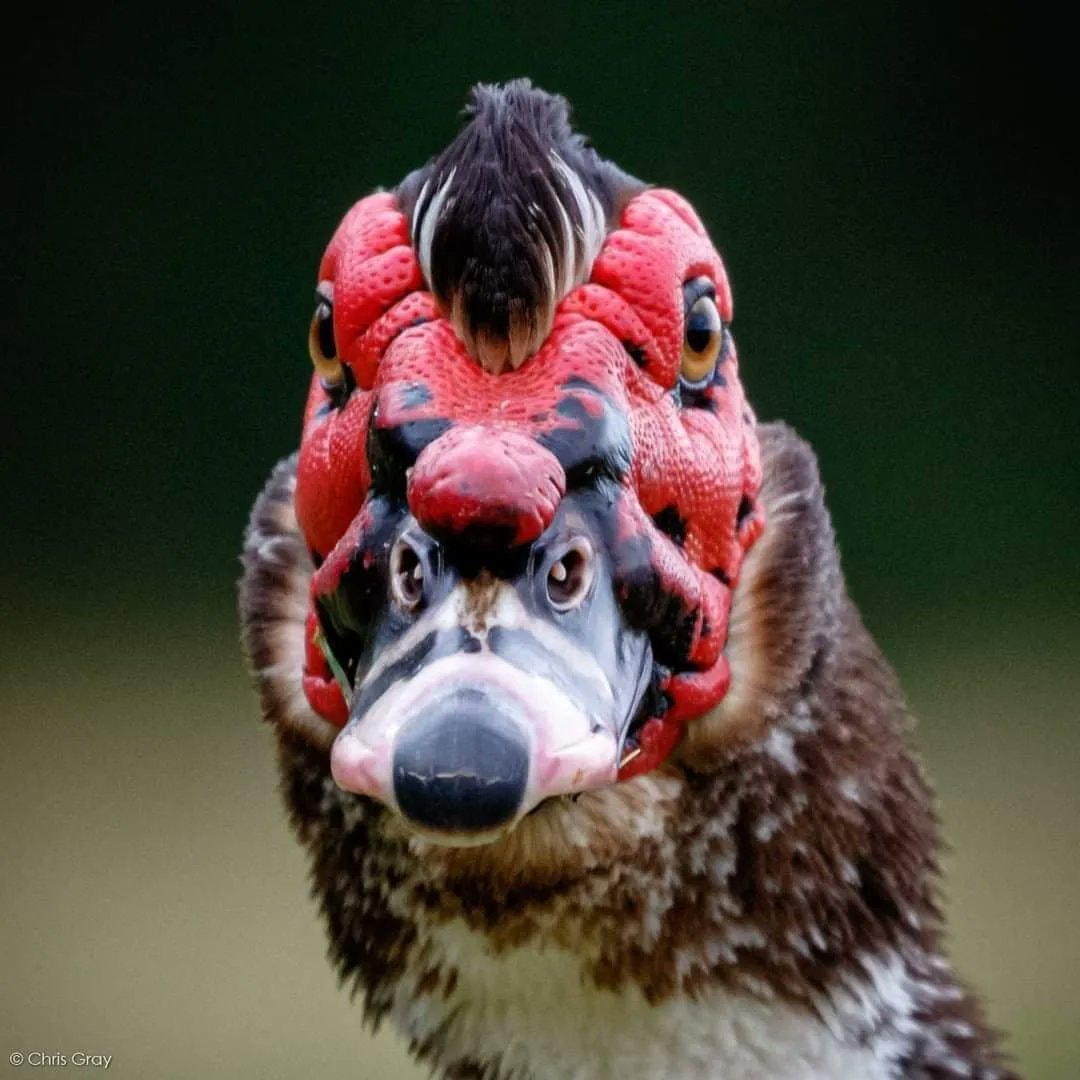 Muscovy duck face pattern Chris Gray