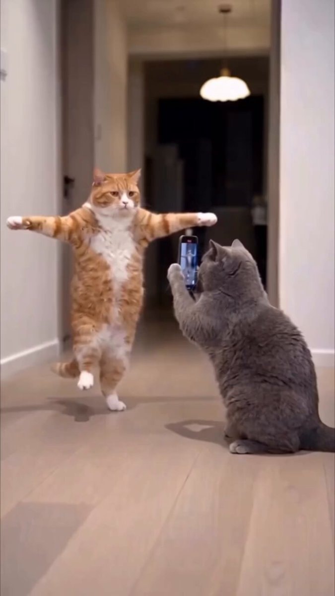 two cats two cats