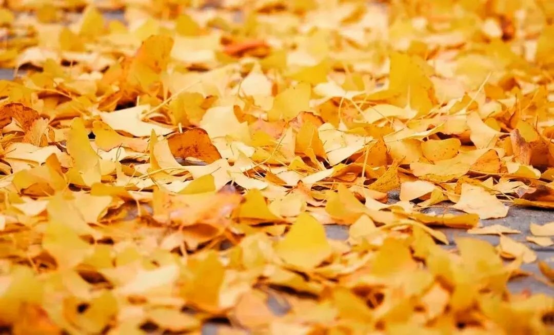 Jiangxi ginkgo season (photo 3 of 4) Jiangxi ginkgo season (photo 3 of 4)