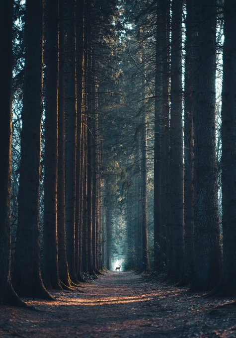 lone deer in forest lone deer in forest