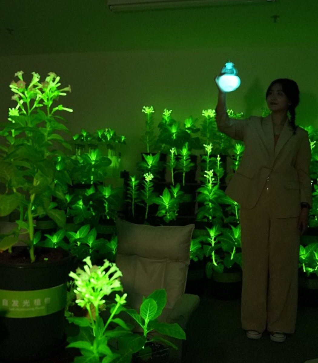 Self-luminous Plant China