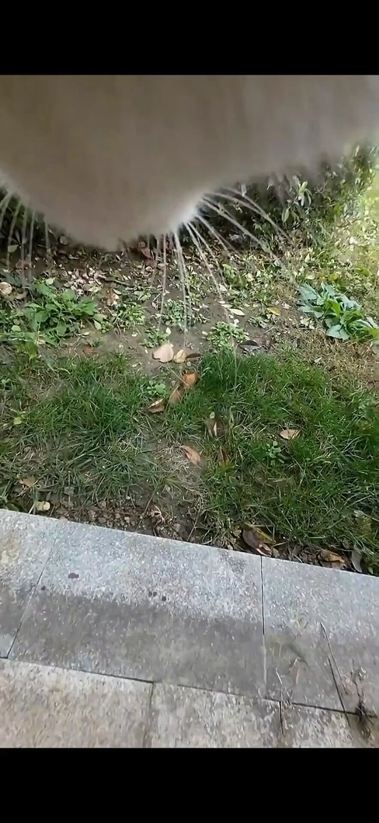 Cat camera day highlights