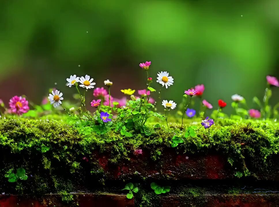 wildflowers and moss therapy