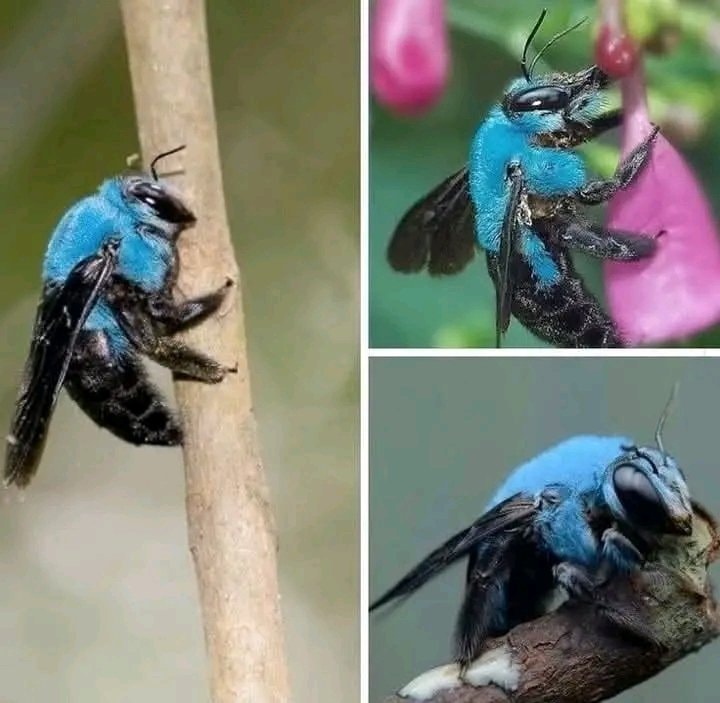 Blue carpenter bees honey consistency Blue carpenter bees honey consistency