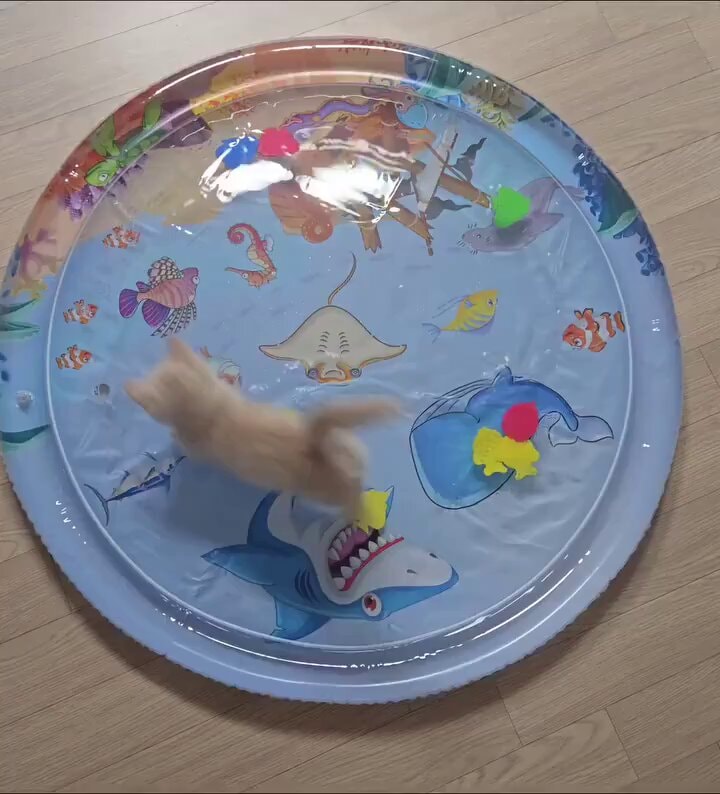 kitten playing in water mat