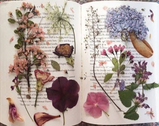 Pressed flowers on Arabic book (photo 4 of 4)