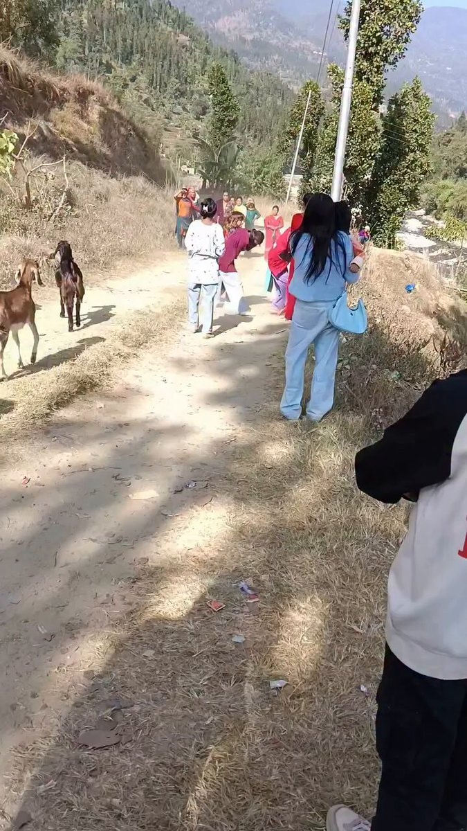 people and goats walking