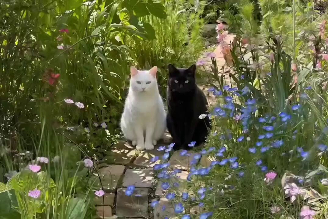 cute cats on a stone path