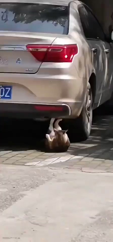Cat under car during workout
