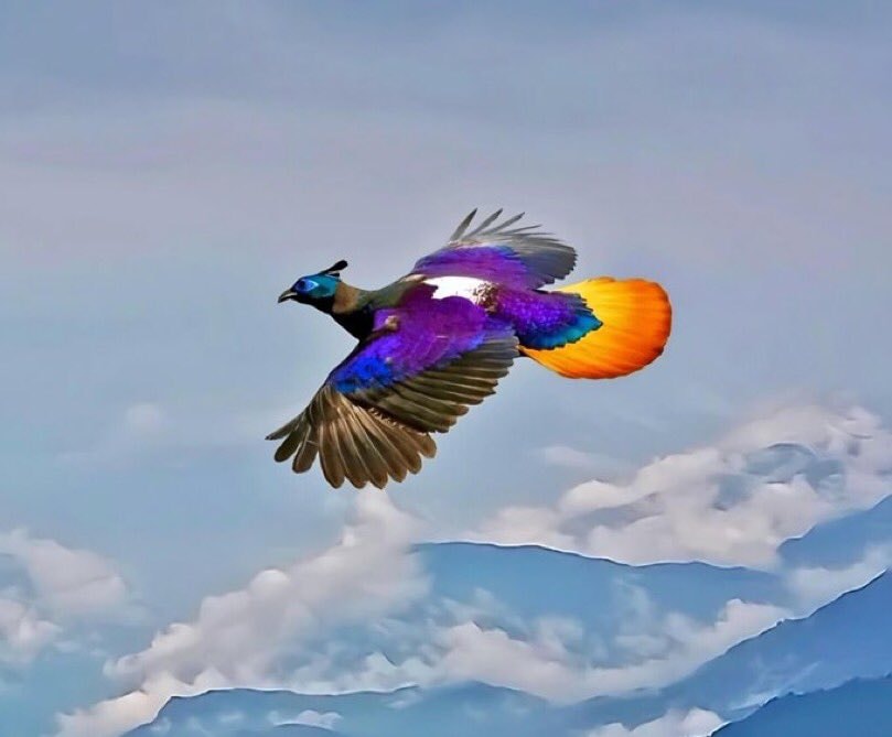 Himalayan monal bird (photo 2 of 2)