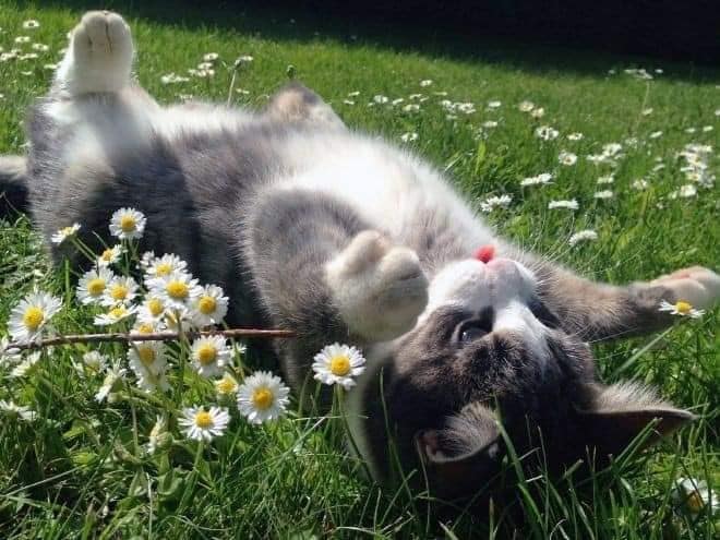 White cat in daisies (photo 2 of 3)
