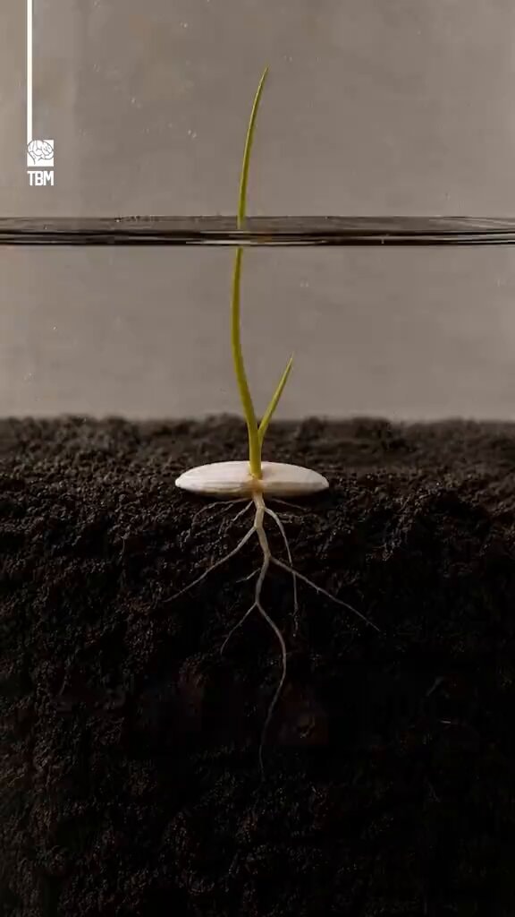 Rice growing in a kitchen