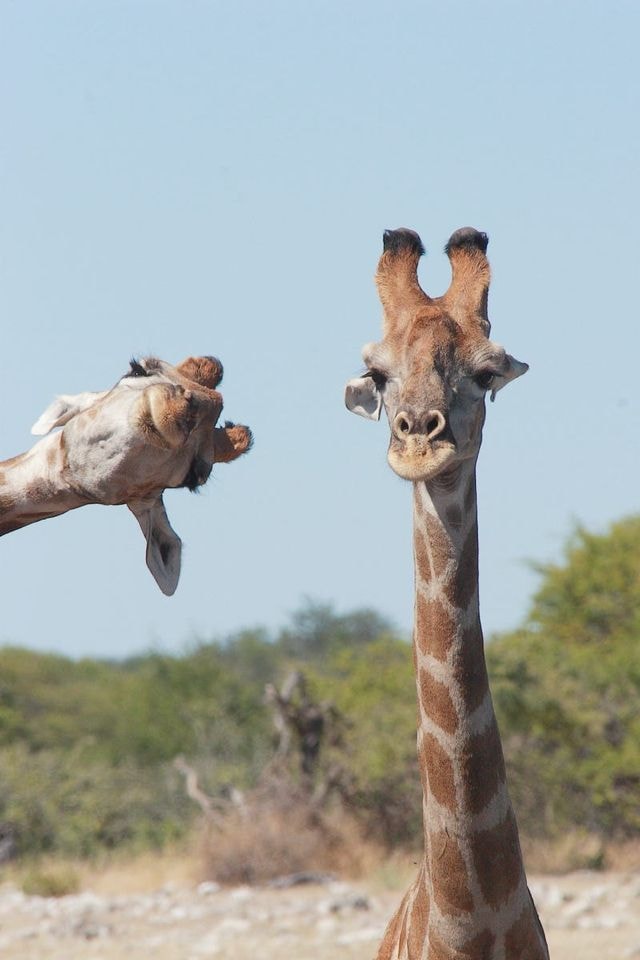 two giraffes