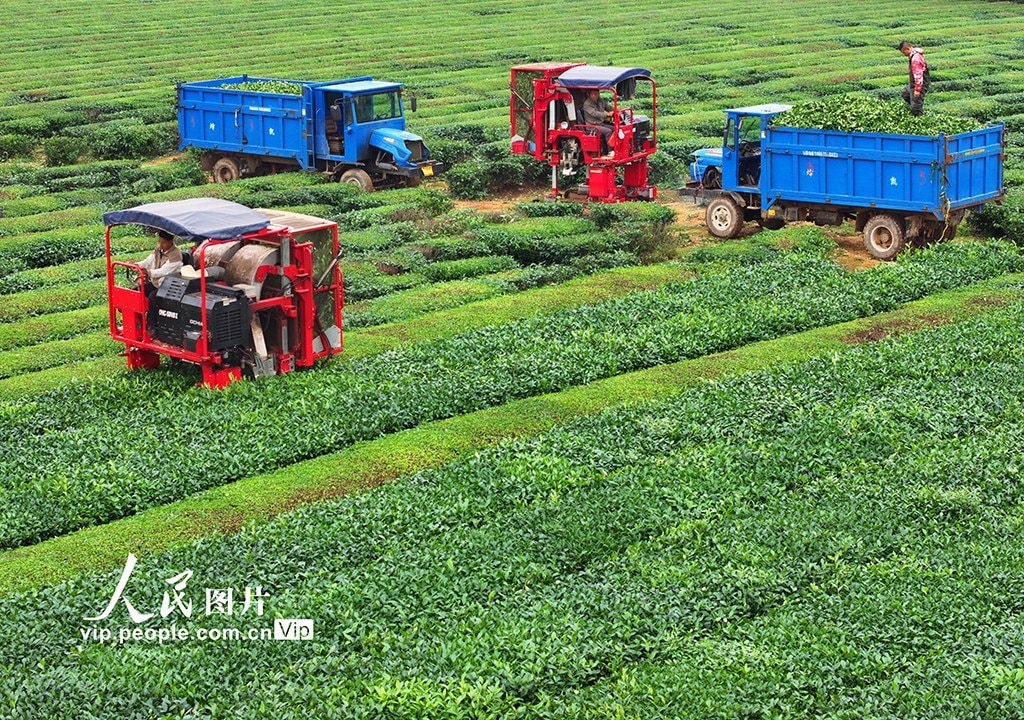 Jiangxi Taihe County Tea Harvest (photo 3 of 4)