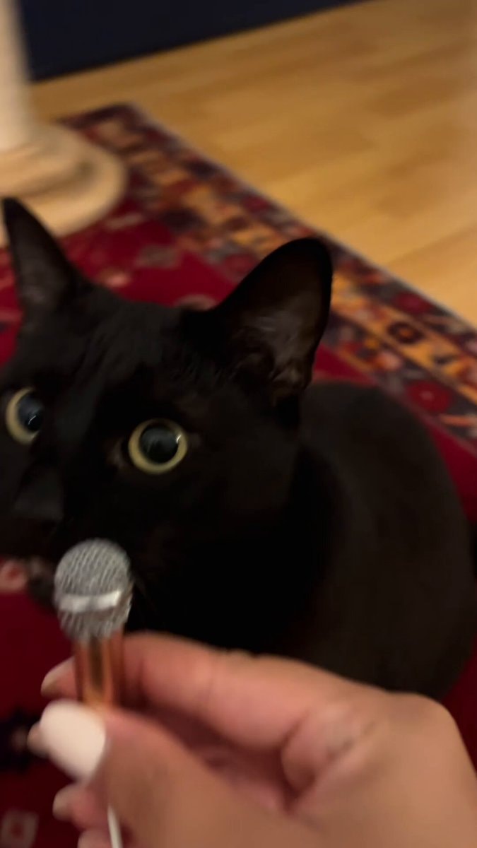 Black Cat Energy