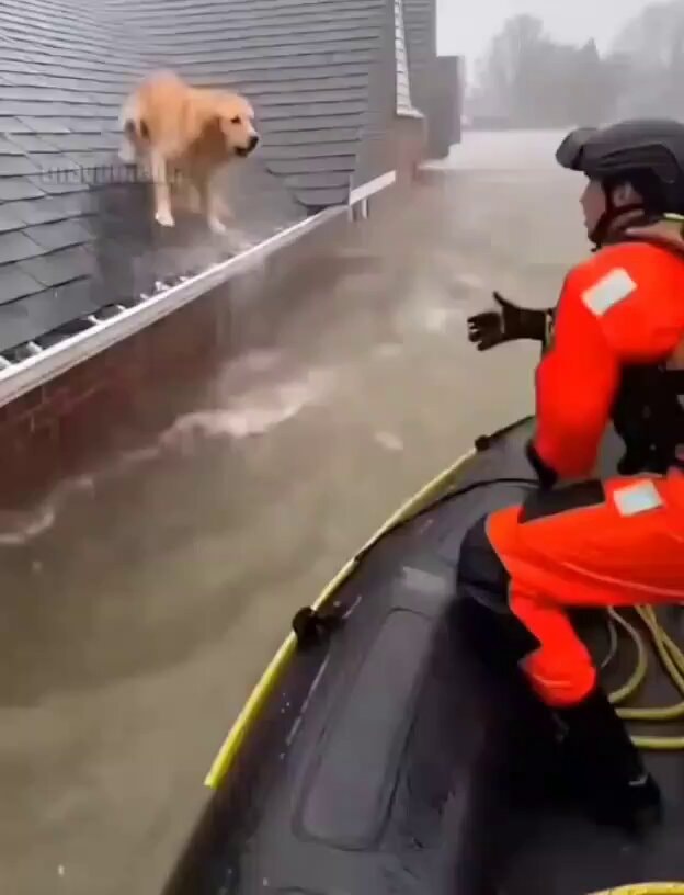 rescue worker saves flooded roof dog