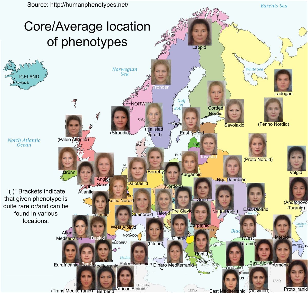 European female phenotypes