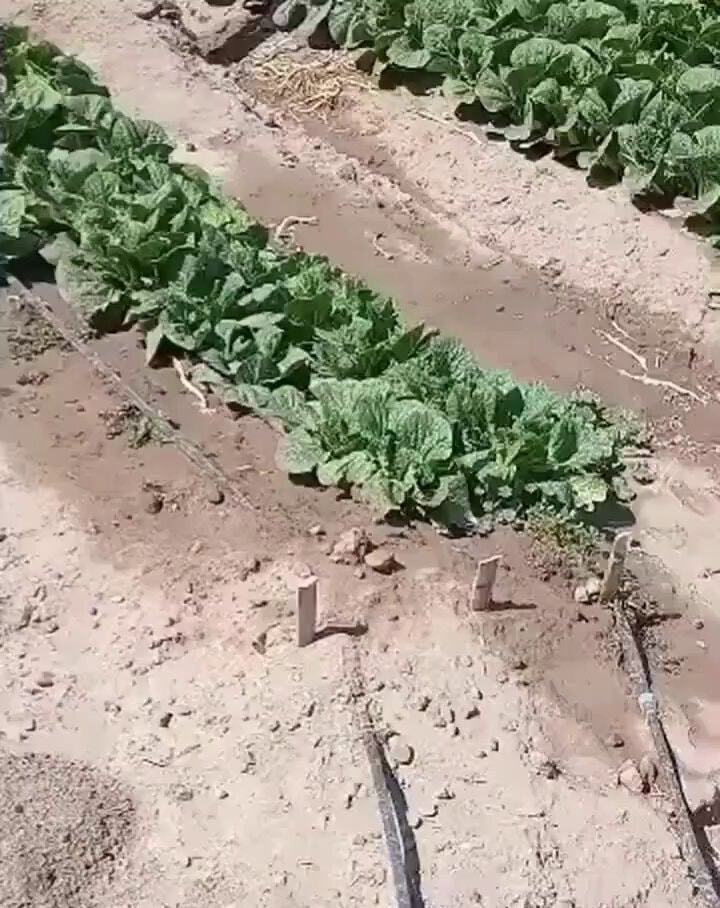 Cabbage field