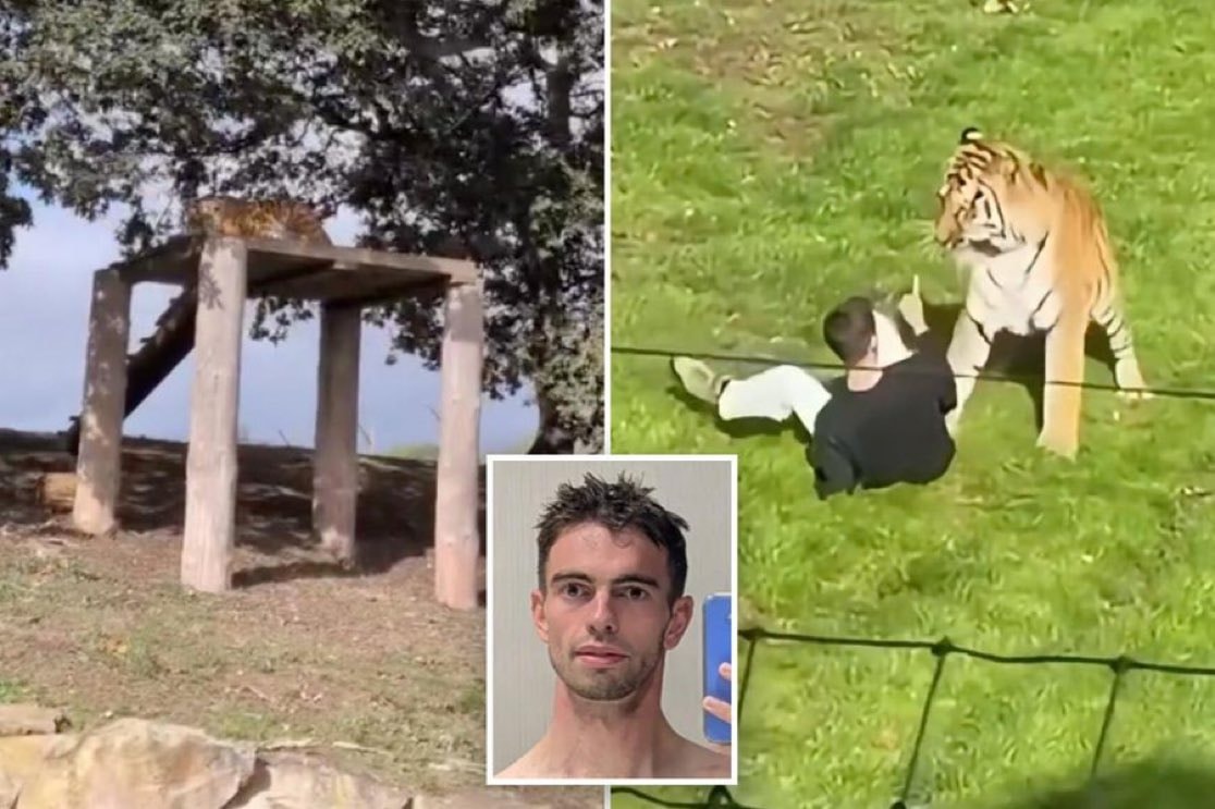 William Chapman tiger attack