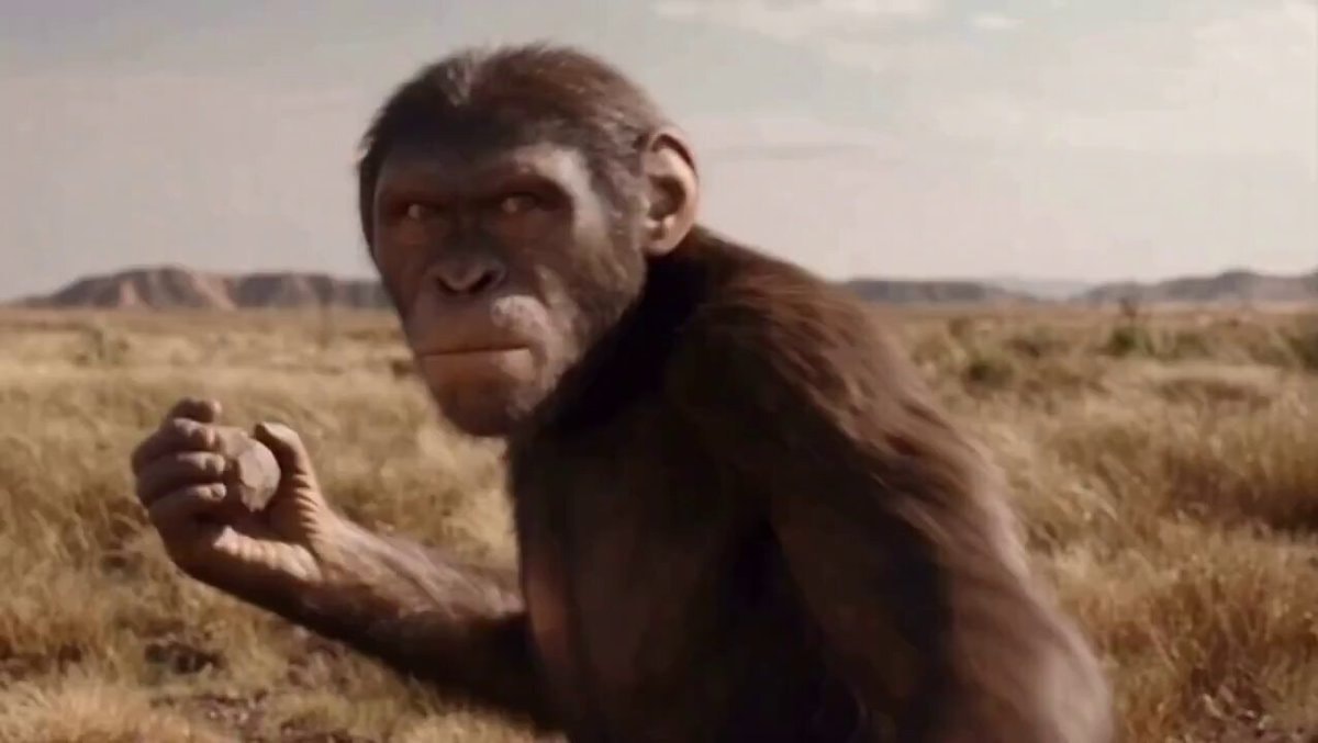 Chimpanzee holding rock in savanna