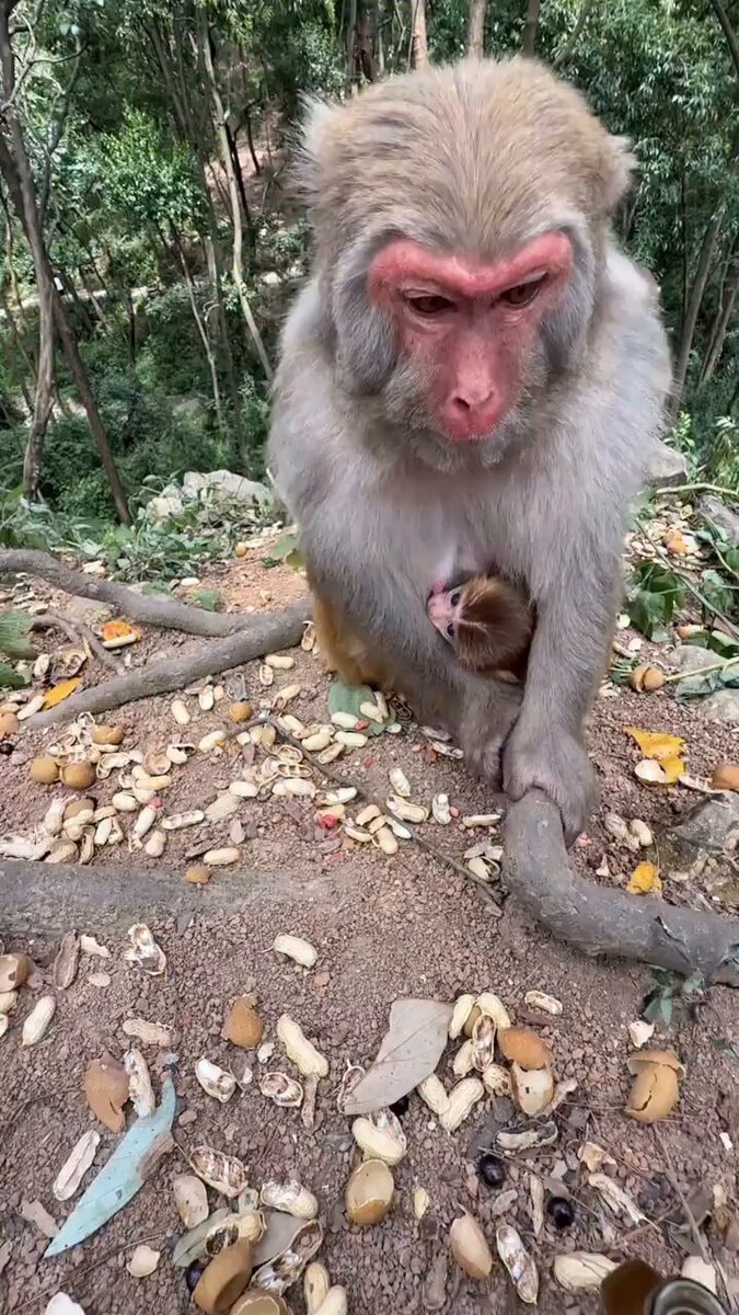 Mother monkey holding baby