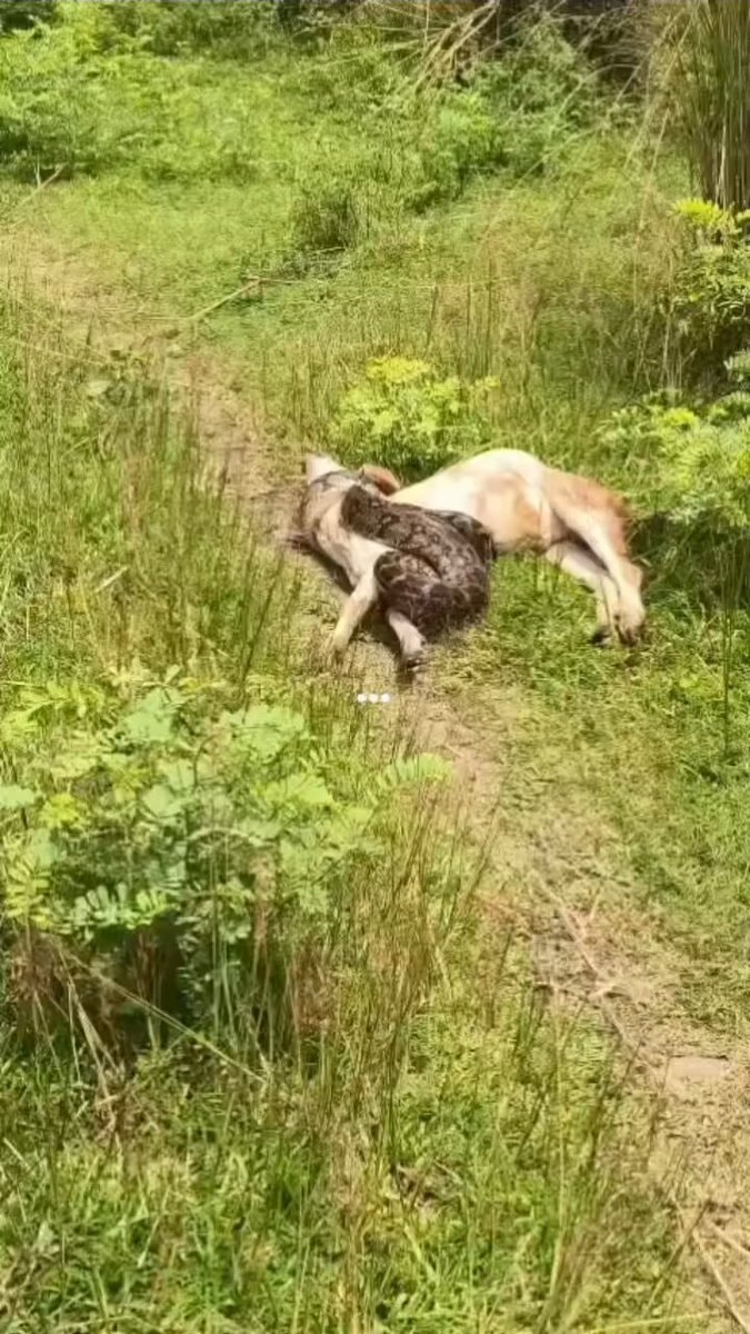 snake wrapped around a dog